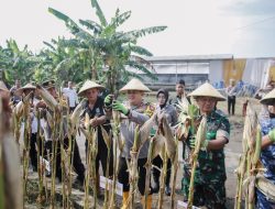 Dukung Swasembada Pangan, Polres Jombang Panen Raya Jagung Tahap I