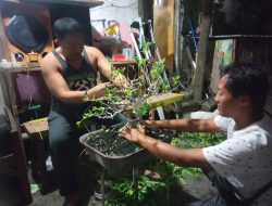 Melihat Pengrajin Bonsai di Desa Kepatihan Jombang