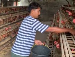 Harga Naik saat Musim Hajatan, Peternak Ayam Petelur di Jombang Tersenyum Lebar