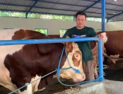 Melihat Sapi-sapi Jumbo Jelang Hari Raya Kurban di Jombang, Omzet Peternak Capai Milyaran
