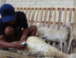 Jelang Hari Raya Kurban, Jasa Salon Kambing di Jombang Kebanjiran Orderan