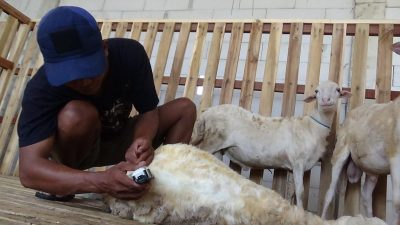 Jelang Hari Raya Kurban, Jasa Salon Kambing di Jombang Kebanjiran Orderan