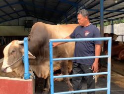 Melihat Pedrosa, Sapi Peternak Jombang yang Dipinang Presiden Prabowo untuk Kurban