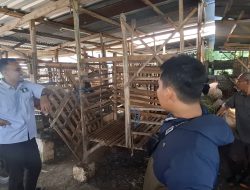 Terekam CCTV, Aksi Pelaku Pencurian Kambing di Diwek Jombang