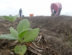 Nasib Malang Petani Tembakau di Jombang, Gagal Panen hingga 4 Kali Tanam Ulang