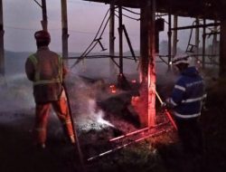 Kandang Ayam di Ngusikan Jombang Terbakar, Kerugian Capai Ratusan Juta