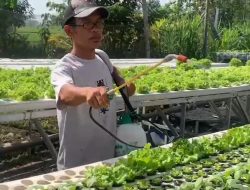 Manfaatkan Lahan Perkarangan, Warga di Jombang Sukses Budidaya Pakcoi Hidroponik