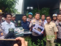 Waduh!!! Rumah Kontrakan di Mojongapit Jombang Digrebek Polisi, Temukan Ratusan Tanaman Ganja