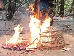 Aparat Gabungan, Musnakan Arena Perjudian Sabung Ayam di Desa Banjardowo Jombang